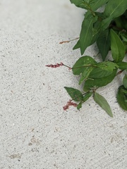 Persicaria maculosa