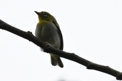 Zosterops simplex simplex