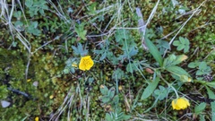 Potentilla glaucophylla