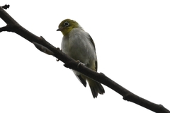 Zosterops simplex simplex