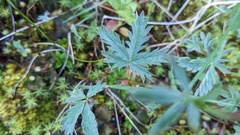 Potentilla glaucophylla