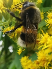 Bombus