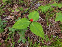 Trillium undulatum