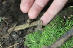 Rhinella