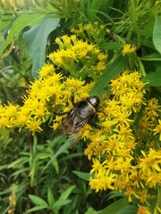 Bombus