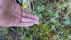 Potentilla glaucophylla