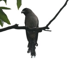 Dendrocitta formosae