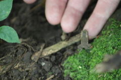 Rhinella