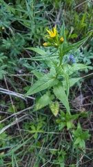 Senecio triangularis