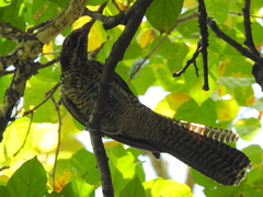 Eudynamys scolopaceus