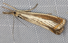 Agriphila costalipartella