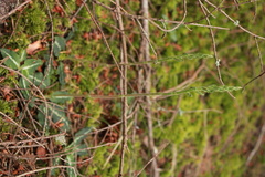 Goodyera oblongifolia