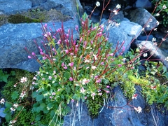 Epilobium anagallidifolium