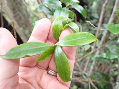 Metrosideros umbellata