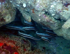 Plotosus lineatus
