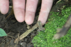 Rhinella