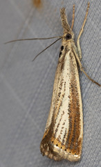 Agriphila costalipartella