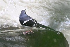 Enicurus schistaceus