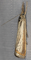 Agriphila costalipartella