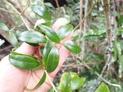 Metrosideros umbellata