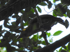 Psilopogon chrysopogon
