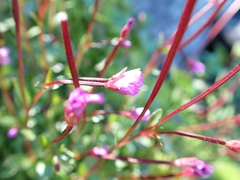 Epilobium anagallidifolium