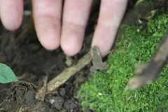 Rhinella