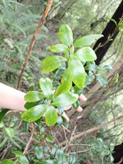 Metrosideros umbellata