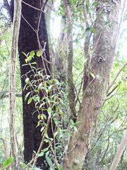 Metrosideros umbellata