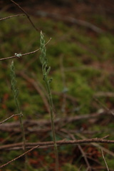Goodyera oblongifolia