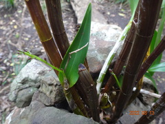 Dendrobium gracilicaule howeanum