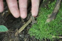 Rhinella