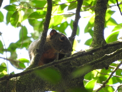 Callosciurus notatus