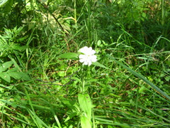 Silene latifolia alba