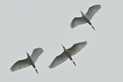 Ardeidae