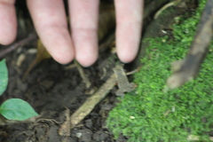 Rhinella