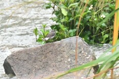 Phoenicurus fuliginosus