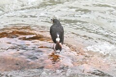 Phoenicurus fuliginosus