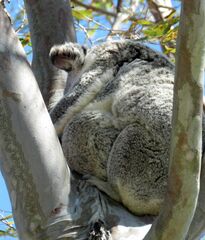 Phascolarctos cinereus