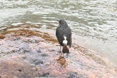 Phoenicurus fuliginosus