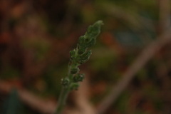 Goodyera oblongifolia