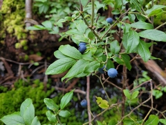 Vaccinium myrtilloides