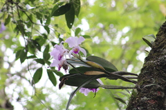 Cattleya trianae