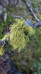 Letharia vulpina