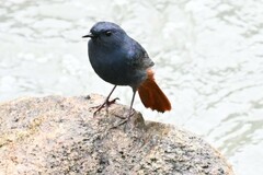 Phoenicurus fuliginosus