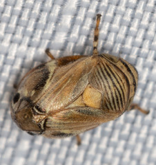 Clastoptera lineatocollis