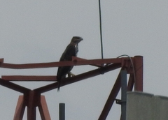 Nisaetus cirrhatus limnaeetus