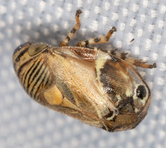 Clastoptera lineatocollis