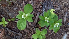 Cornus canadensis