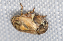 Clastoptera lineatocollis